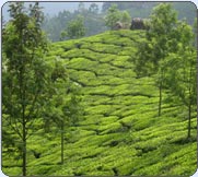 Munnar
