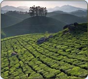 Manicured  hill  slopes, the tea plantations of Munnar, Kerala