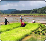 Kerala Paddy fields